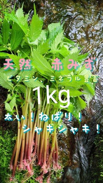 山菜みず ミズ 1kg みず ウワバミソウ 赤ミズ ミネラル豊富 ねばり 太め ビタミン豊富