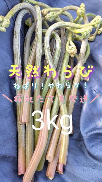【3kg】 天然わらび 山わらび 生わらび 柔らかい ねばり 常温発送 青わらび混合 ゆうパケット