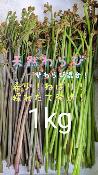 【1kg】 天然わらび 山わらび 生わらび 山菜 太い 紫わらび 柔らかい ねばり 常温発送 青わらび混合 ゆうパケット