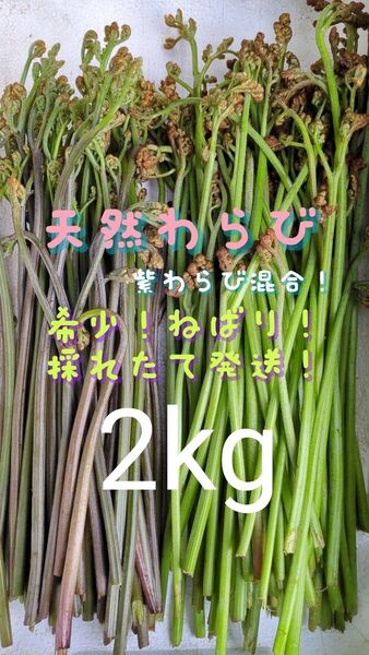 2kg 天然わらび 山菜 常温発送 ゆうパケット 当日採取 ゆうパック