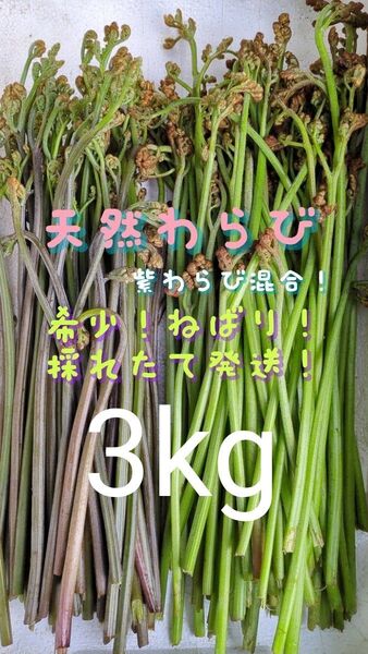 3kg 天然わらび 山菜 常温発送 ゆうパケット 当日採取 ゆうパック