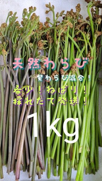 1kg 天然わらび 山菜 常温発送 ゆうパケット 当日採取 ゆうパック ねばり やわらか