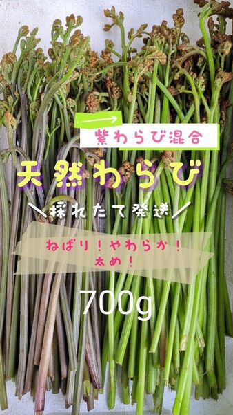 【箱込み700g】700g 天然わらび 山わらび 生わらび 山菜 太い 紫わらび 柔らかい ねばり