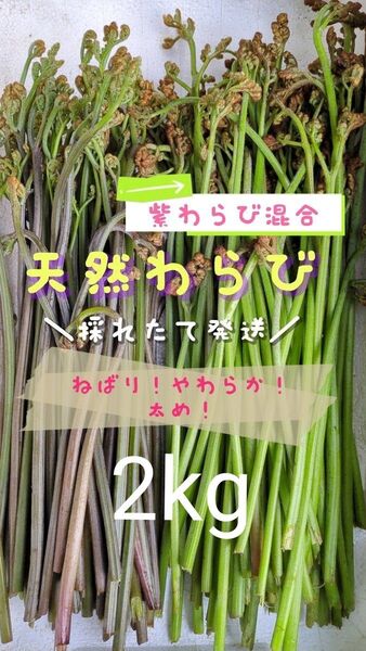 2kg 天然わらび 山わらび 生わらび 山菜 わらび 2キロ