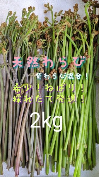2kg 天然わらび 山わらび 生わらび 山菜 わらび 2キロ