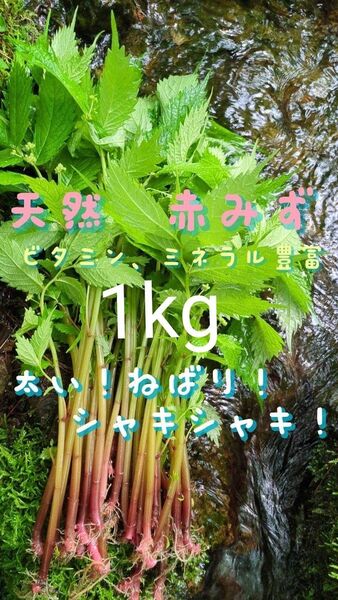 山菜みず ミズ 1kg みず ウワバミソウ 赤ミズ ミネラル豊富 ねばり 太め ビタミン豊富