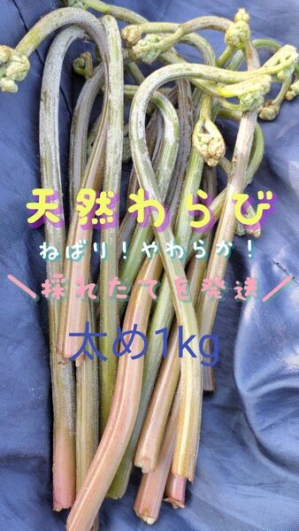 1kg 天然わらび 太め 山菜 常温発送 ゆうパケット 当日採取 ゆうパック