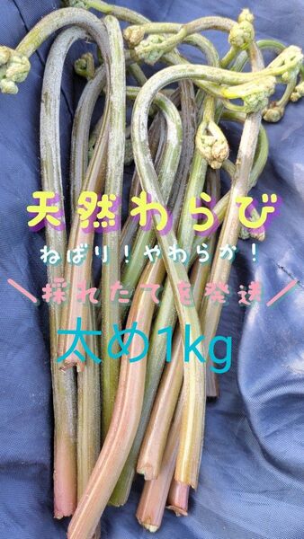1kg 天然わらび 太め 山菜 常温発送 ゆうパケット 当日採取 ゆうパック