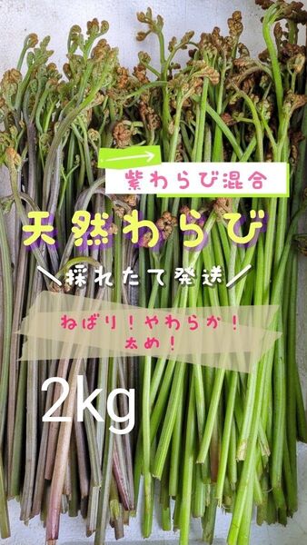 2kg 天然わらび 山菜 常温発送 ゆうパケット 当日採取 ゆうパック