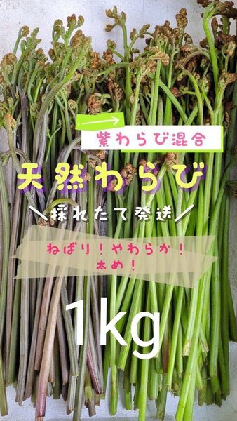 1kg 天然わらび 太め 山菜 常温発送 ゆうパケット 当日採取 ゆうパック