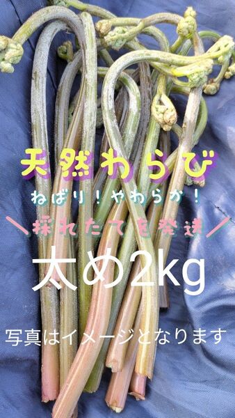 2kg 天然わらび 太め 山菜 常温発送 当日採取 ねばり やわらか