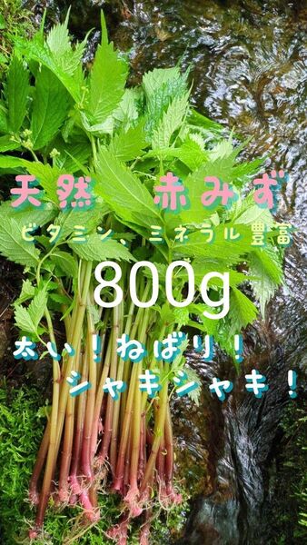 山菜みず ミズ 800g みず ウワバミソウ 赤ミズ ミネラル豊富 ねばり 太め ビタミン豊富