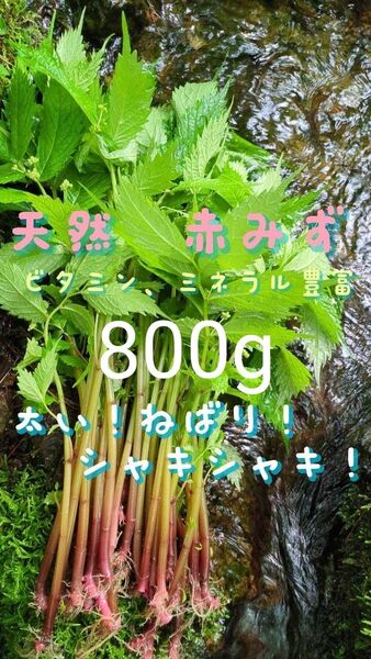 山菜みず ミズ 800g みず ウワバミソウ 赤ミズ ミネラル豊富 ねばり ビタミン豊富