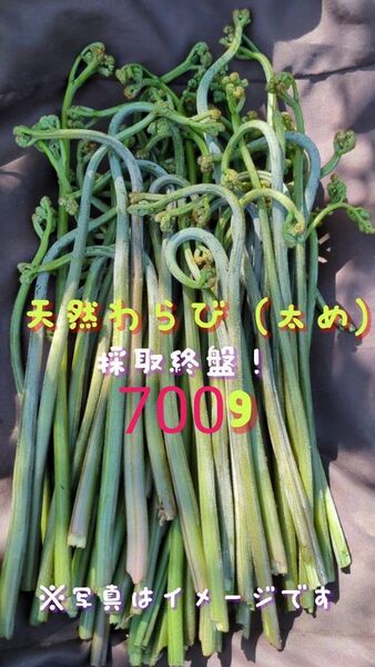 700g 天然わらび 太め 山菜 常温発送 ネコポス 当日採取