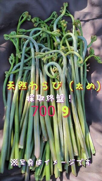 700g 天然わらび 太め 山菜 常温発送 ネコポス 当日採取
