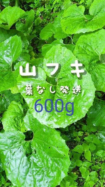 600g 天然 山菜 常温発送 当日採取 山フキ