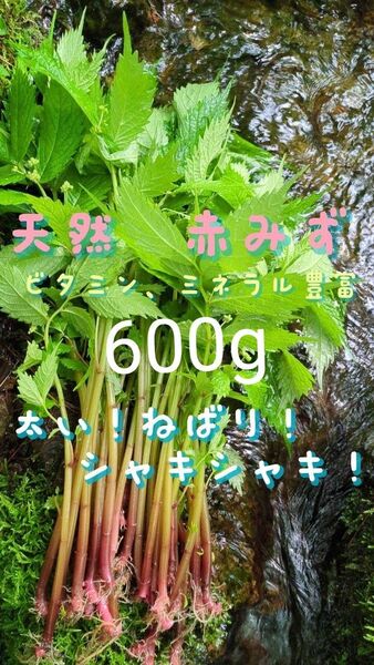 山菜みず ミズ 600g みず ウワバミソウ 赤ミズ ミネラル豊富 ねばり 太め ビタミン豊富