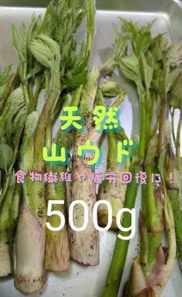 山ウド 天然 500g ウド 当日採取 常温発送