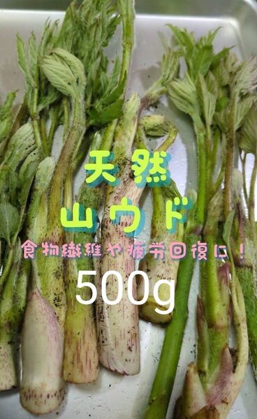 山ウド 天然 500g ウド 当日採取 常温発送