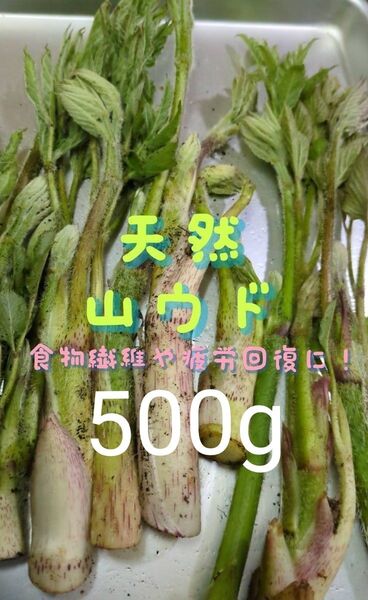 山ウド 天然 500g ウド 当日採取 常温発送
