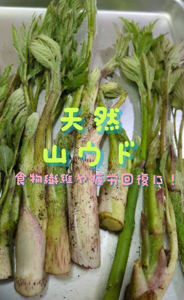 山ウド 天然 500g ウド 当日採取 常温発送 ゆうパケット