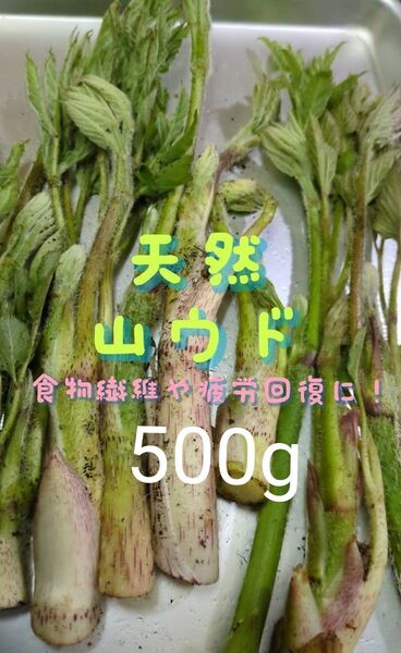山ウド 天然 500g ウド 当日採取 常温発送