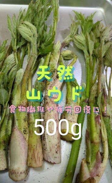 山ウド 天然 500g ウド 当日採取 常温発送