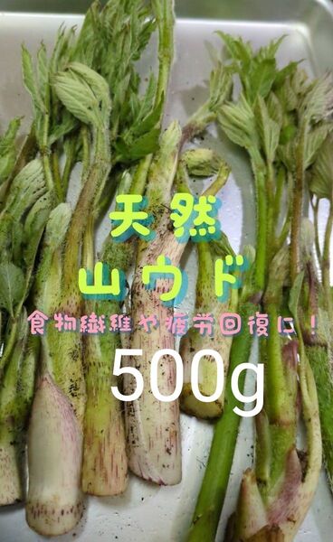 山ウド 天然 500g ウド 当日採取 常温発送 ネコポス