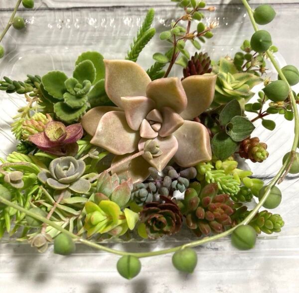 多肉植物セダム カット苗 寄せ植え おまかせミニセット⑤