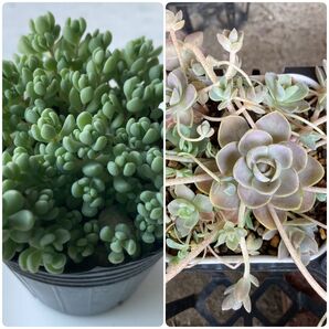 パープルヘイズと子持ち蓮華各1ポットずつのセット