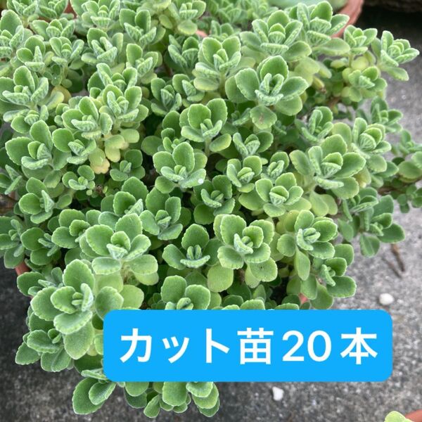 アロマティカス カット苗 20本 ハーブ 多肉植物