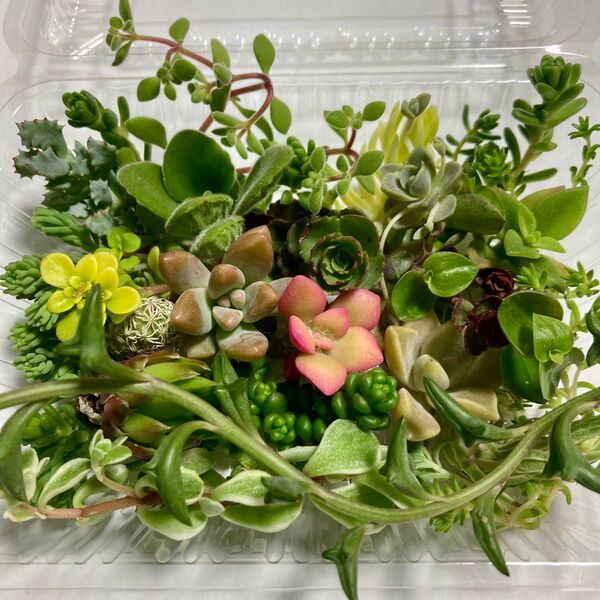 多肉植物セダム カット苗 寄せ植え おまかせミニセット①