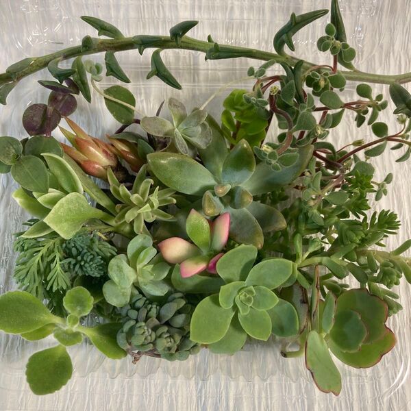 多肉植物セダム カット苗 寄せ植え おまかせミニセット③