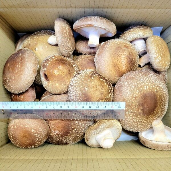 国産菌床しいたけ【ふぞろい】800g