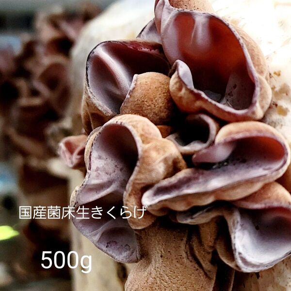【特価】【期間限定】国産菌床きくらげ500g