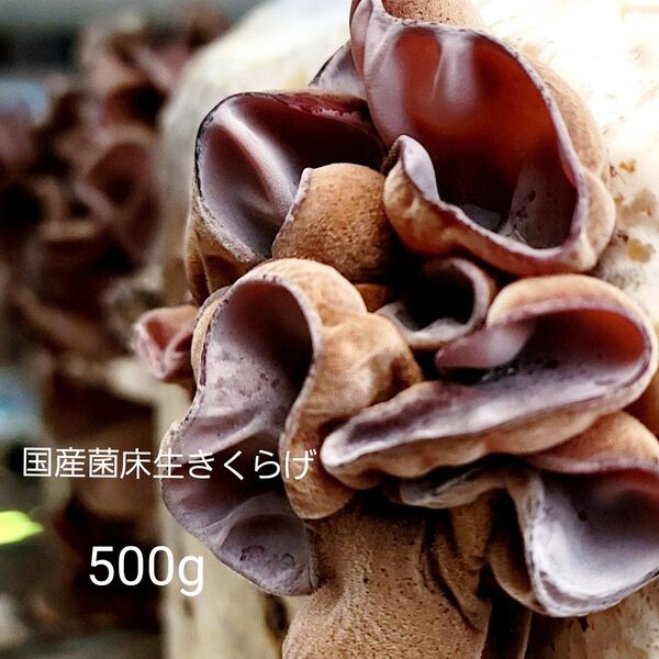 【特価】【期間限定】国産菌床きくらげ500g