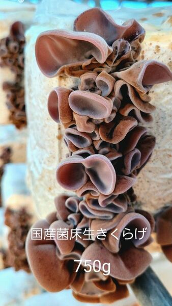 大特価!【期間限定】国産菌床生きくらげ750g