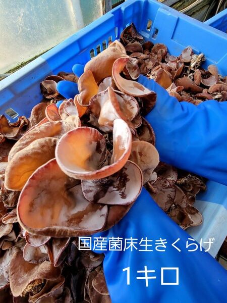 【大特価!】【期間限定】国産菌床きくらげ 1キロ
