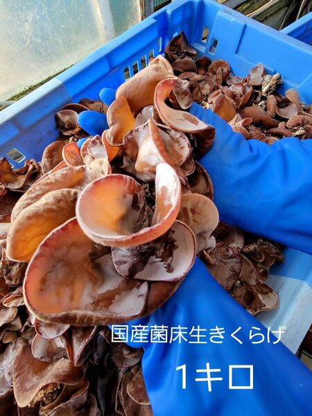 【大特価!】【期間限定】国産菌床きくらげ 1キロ