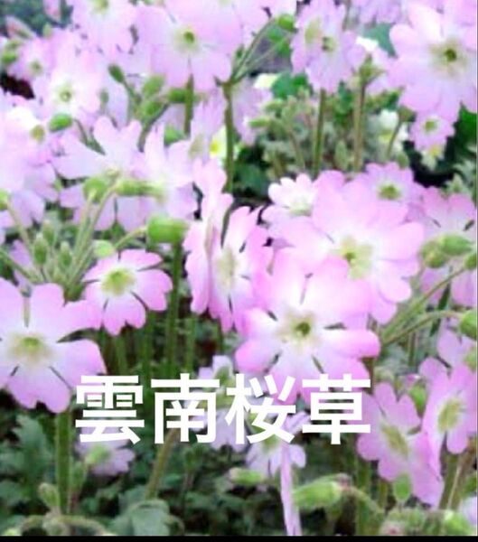 雲南桜草 花の種 50粒