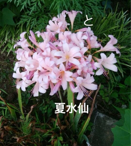 夏水仙 リコリス 5球