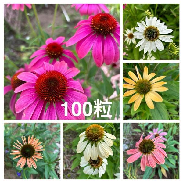 エキナセア MIX色 花の種100粒