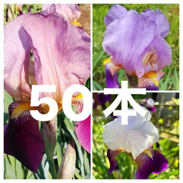 ジャーマンアイリス 三種 50本