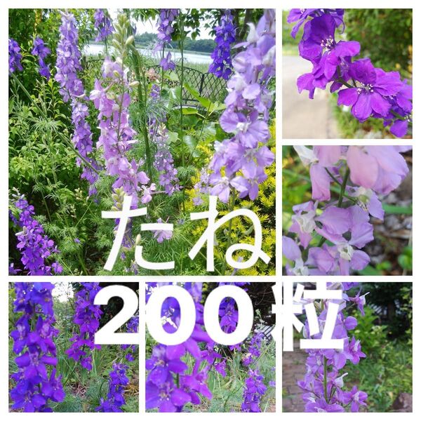 千鳥草 ラークスパー 花の種200粒