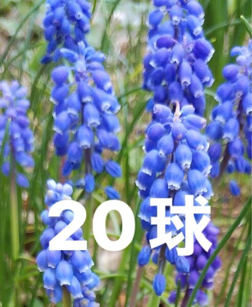 ムスカリ 青紫 20球
