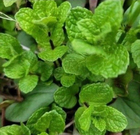 爽やかミント ミント ハーブ 抜き苗 根付き 無農薬 虫除け 10~15株以上 スペアミント