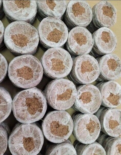 ジフィーセブンC 50mm 30個 PLA ココピート 種まき 育苗 園芸 サカタのタネ 水で膨らむジフィセブン 大きめ安心