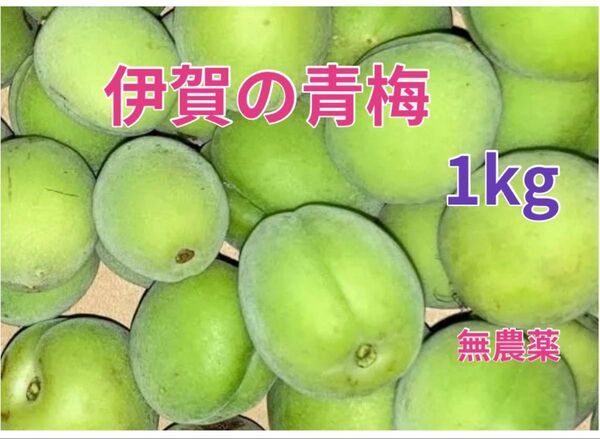 青梅(三重県伊賀産)1kg、無農薬 産地直送