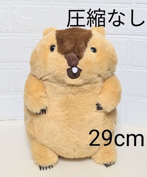 圧縮なし マーモットのもっとっと ぬいぐるみ JBサイズ 29cm アー太郎