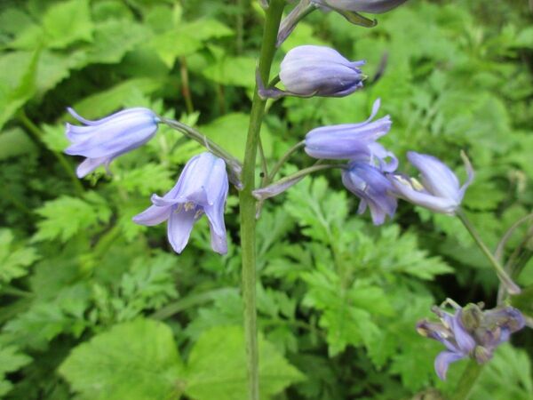 【道産球根植物#3】ブルーベルの球根のみ10個 品種不明 ツリガネズイセン 青紫色の花 釣鐘水仙 球根釣鐘草 鑑賞用